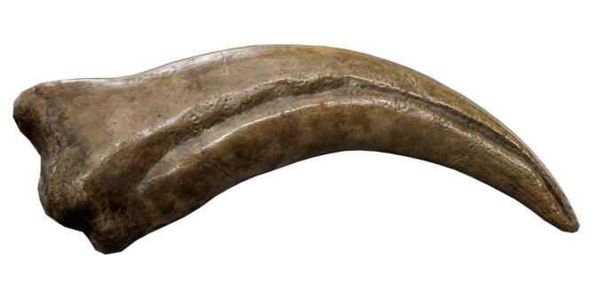 Ископаемое: коготь спинозавра