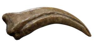 Spinosaurus Claw Fossil